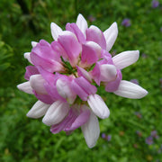 Violet Crown Vetch Seeds