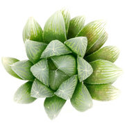 Crystal Succulent Haworthia Obtusa Seeds, Herbal