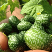 Cucamelon Seeds - Fruit Plant For Home Gardens
