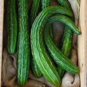 Long Greek Cucumber Seeds