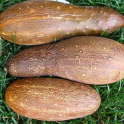 Poona Kheera Cucumber Seeds