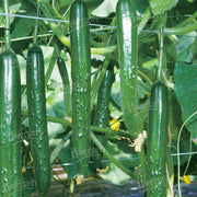 Armenian Cucumber Seeds