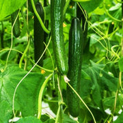 Armenian Cucumber Seeds