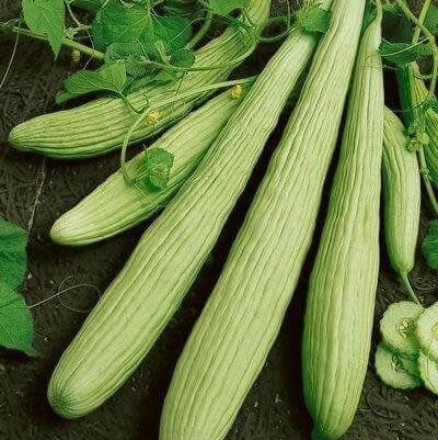 Armeno Yard Cucumber Seeds