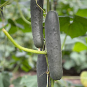 Black Cucumber Seeds