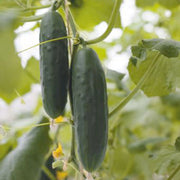 Black Cucumber Seeds