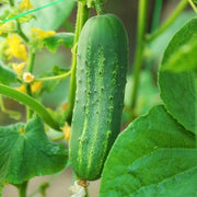 Carolina Cucumber Seeds