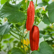 Crisp Red Cucumber Seeds