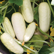 Crisp Salad Cucumber Seeds