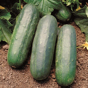 Eureka Cucumber Seeds