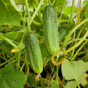 Fresh Cucumber Seeds