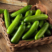 Holland Baby Cucumber Seeds