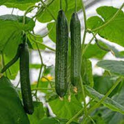 Japanese Cucumber Seeds