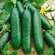 Natsu Fushinari Cucumber Seeds