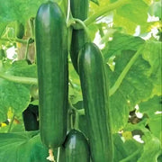 Natsu Fushinari Cucumber Seeds