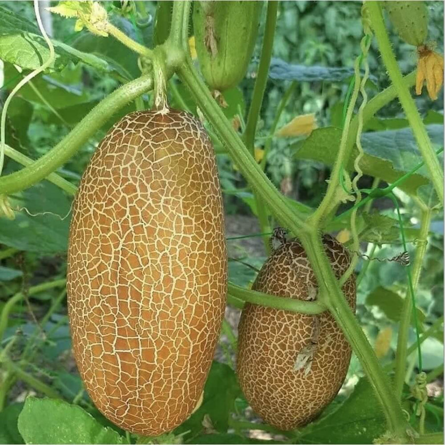 Poona Kheera Cucumber Seeds