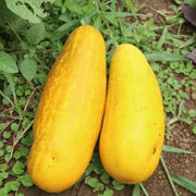 Quitoense Orange Cucumber Seeds