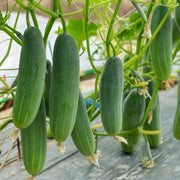 Cucumber Seeds