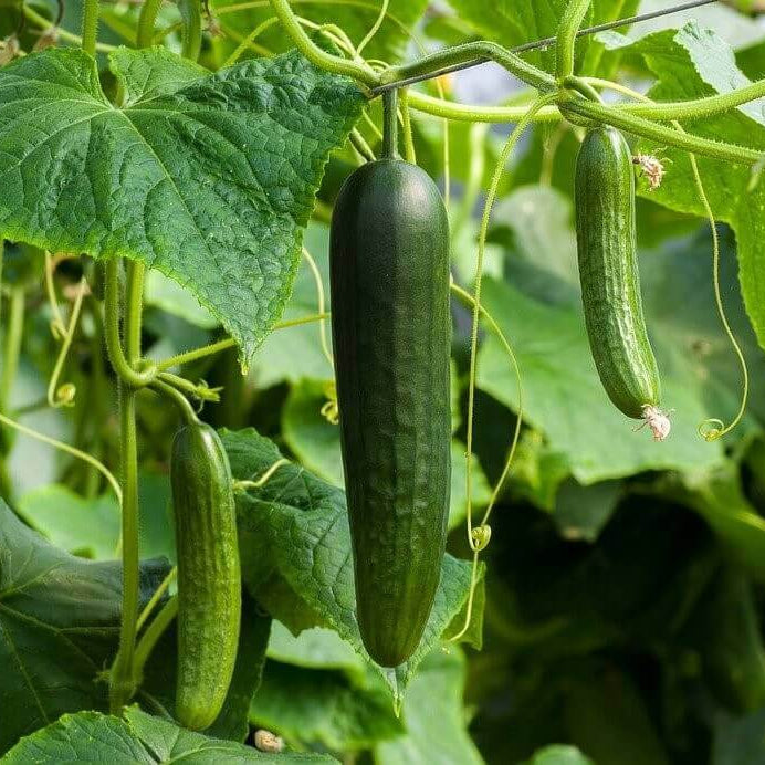 Cucumber Seeds