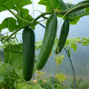 Cucumber Seeds