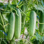 Cucumber Seeds