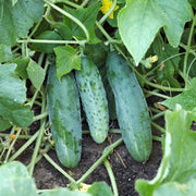 Cucumber Seeds