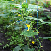 Cucumber Seeds - All In One For Home Gardens