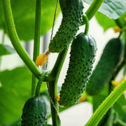 Cucumber Seeds - All In One For Home Gardens