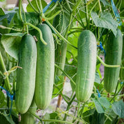 Cucumber Seeds - All In One For Home Gardens