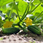 Cucumber Seeds - All In One For Home Gardens