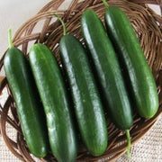 Army Green Cucumber Seeds