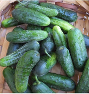Eureka Cucumber Seeds