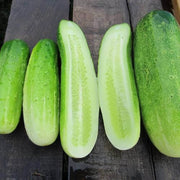 Fresh Cucumber Seeds