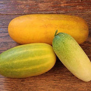 Quitoense Orange Cucumber Seeds