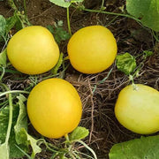 Yellow Cucumber Seeds