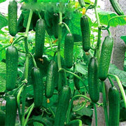 Armenian Cucumber Seeds