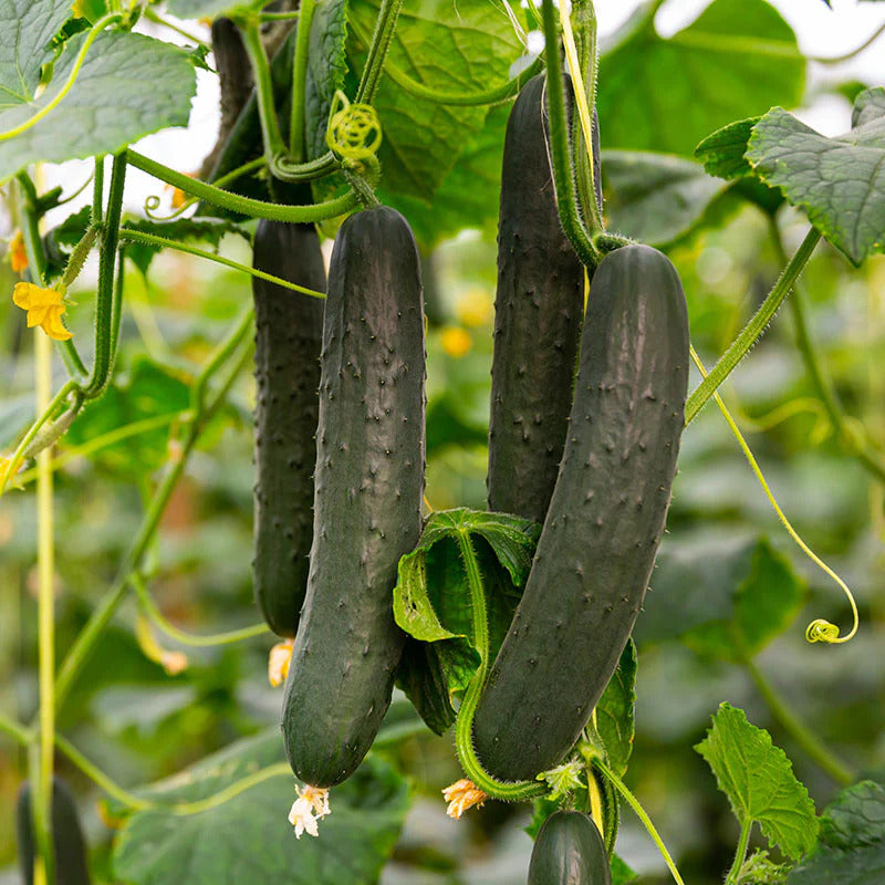 Black Cucumber Seeds