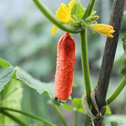 Crisp Red Cucumber Seeds