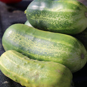 Eureka Cucumber Seeds