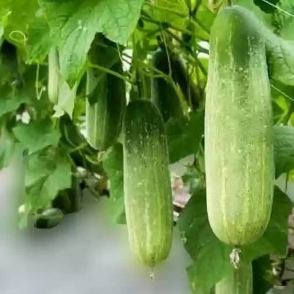 Fresh Cucumber Seeds