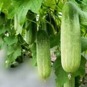 Fresh Cucumber Seeds