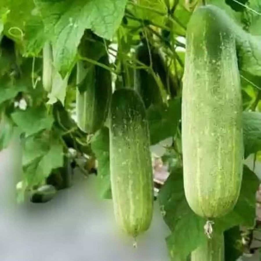 Fresh Cucumber Seeds
