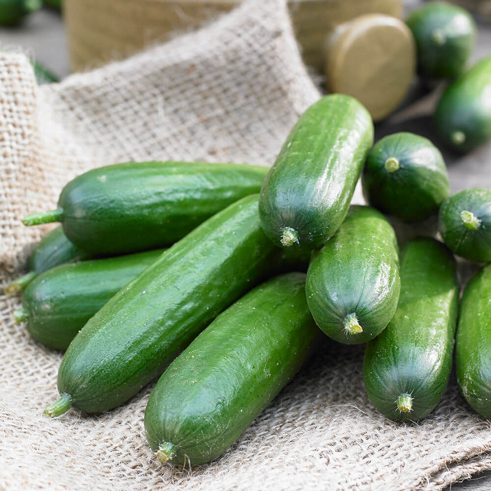 Holland Baby Cucumber Seeds