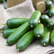 Holland Baby Cucumber Seeds
