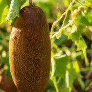 Poona Kheera Cucumber Seeds