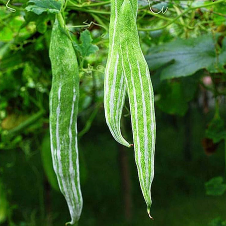 Snake Serpent Gourd Cucumber Seeds