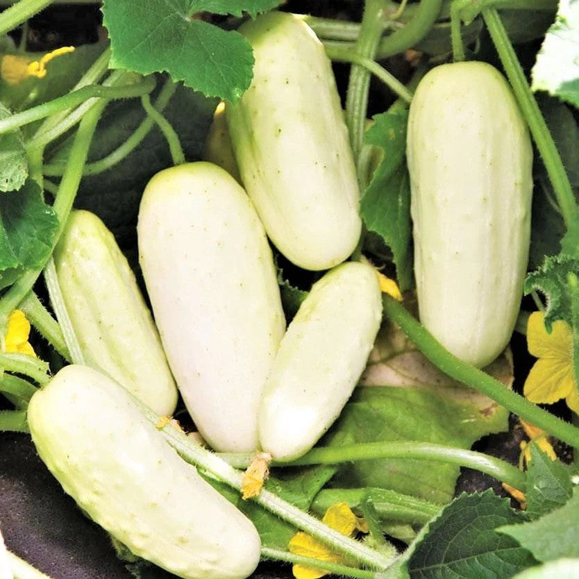 Thick Yellow Cucumber Seeds