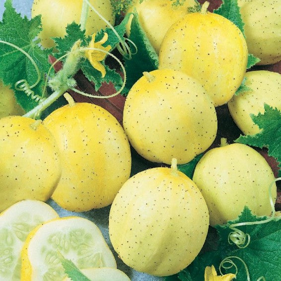 True Lemon Cucumber Seeds