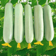 White Cucumber Seeds