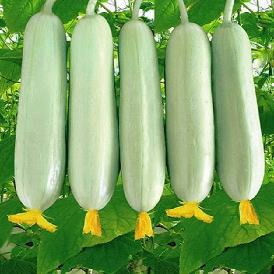 White Cucumber Seeds